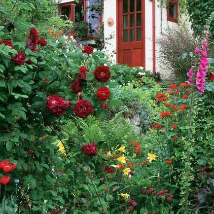 Trandafiri, cum să planteze și să crească la cabana de vara diferite soiuri de trandafiri lor și de a le oferi o ingrijire adecvata,
