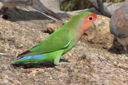 roz cu fața Lovebird