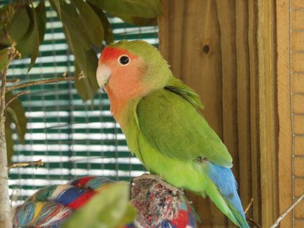 îngrijire Rosy cu fața Lovebird și întreținere (Lovebird) Rosy cu fața de îngrijire și întreținere Lovebird