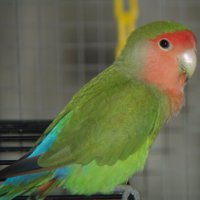 Rosy cu fața de îngrijire și întreținere Lovebird