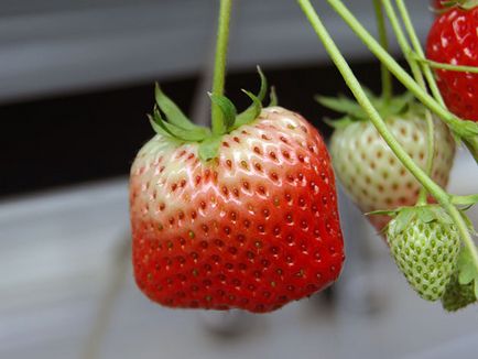 căpșuni grădină - plantare și îngrijire Foto căpșuni, căpșuni în creștere - o descriere a trunchiere și