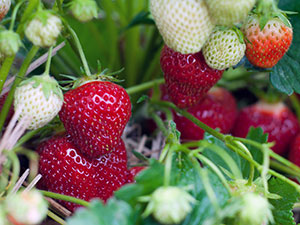 căpșuni grădină - plantare și îngrijire Foto căpșuni, căpșuni în creștere - o descriere a trunchiere și