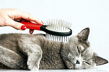curățare Cat Salon Cat