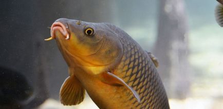 Carp descriere pește, fotografii, video