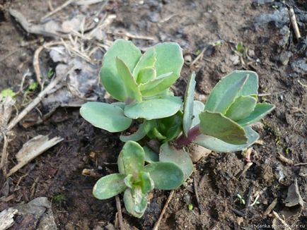 Sedum sau stonecrop specii interesante, de plantare, îngrijire, metode de reproducere