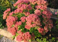 Sedum sau stonecrop specii interesante, de plantare, îngrijire, metode de reproducere