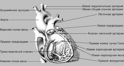 Heart - ea (inima) Heart - l