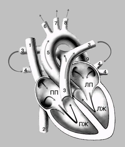 Heart - l Heart - l