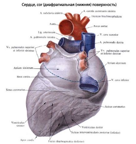 anatomia inimii umane inima, structura, funcțiile, imagini, EUROLAB