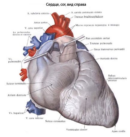 anatomia inimii umane inima, structura, funcțiile, imagini, EUROLAB