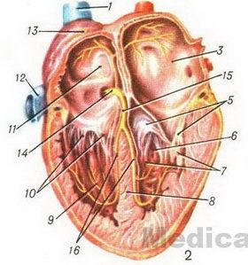 Structura inimii anatomia umană a vaselor inimii