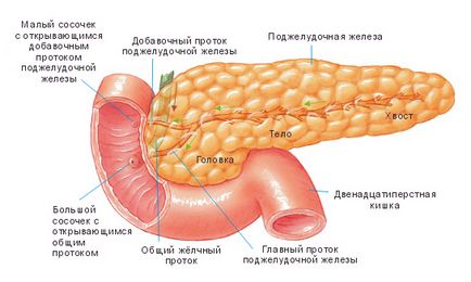 Simptomele și tratamentul bolilor pancreatice pe