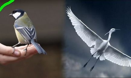 Bird în mână sau în tufiș 1