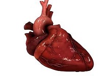 Cât de greu este inima omului, dezvoltarea și principiul inimii