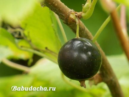 Coacaze apei și a hranei, oferindu-