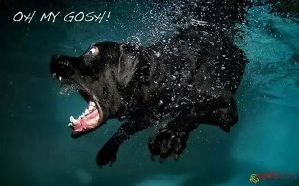 Dog Diver, recenzii și fotografii