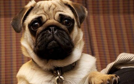 Câini pentru apartament top 5 dintre cele mai bune de rasa