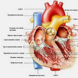 Structura și funcția inimii are activitatea și funcționarea inimii, din care este compus
