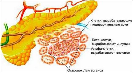 Structura pancreasului, care include și modul în care fierul