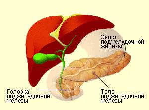 Structura pancreasului, care include și modul în care fierul