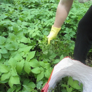 Se pare Grass goutweed ca, ceea ce este util și în cazul în care se dezvoltă, video, metode de aplicare în produsele alimentare