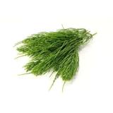 Grass goutweed - descrierea cu fotografii; Proprietăți și aplicații; rețete cu goutweed