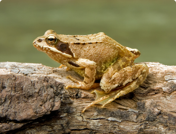 broasca Grass, vânzarea de animale exotice