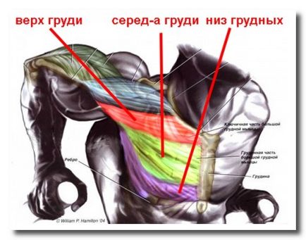 Formarea mușchilor pectorali