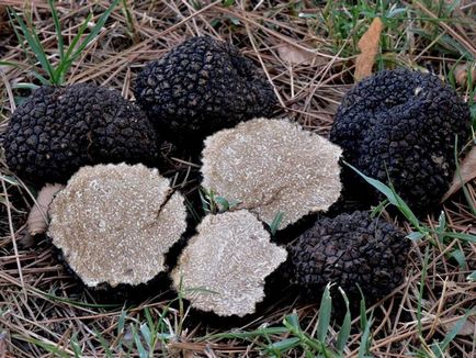 Truffle ciuperci - descriere, tipuri, în cazul în care și cum să crească, căutare, fotografii