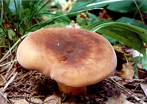 tuber aestivum