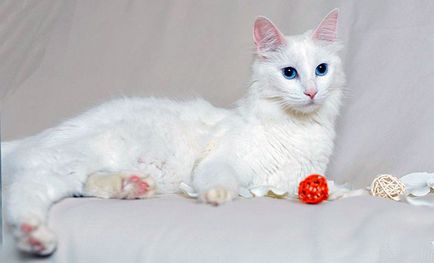 Angora turceasca (pisica Angora) - fotografii, descriere, natura, conținutul, cumpăra