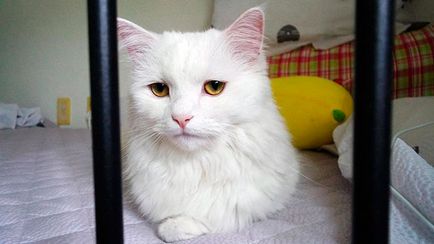 Angora turceasca (pisica Angora) - fotografii, descriere, natura, conținutul, cumpăra