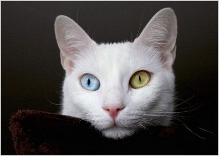 Angora turceasca (pisica Angora) fotografii, clipuri video, pret, caracter, descriere rasa