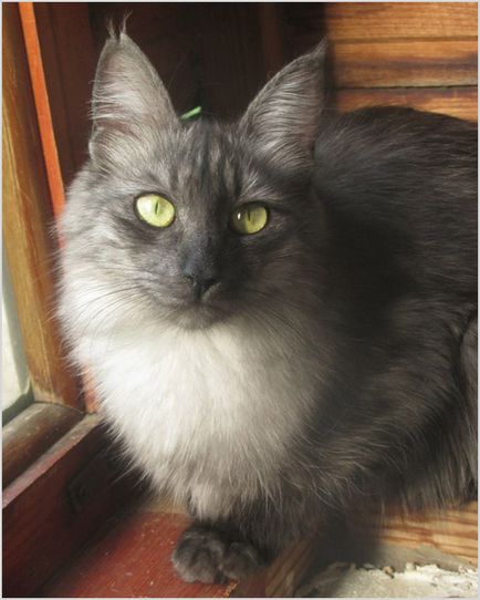 Angora turceasca (pisica Angora) fotografii, clipuri video, pret, caracter, descriere rasa