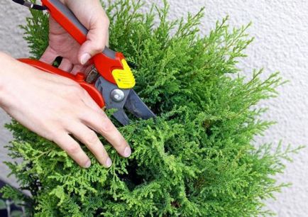 Thuja de plantare, de îngrijire în timpul iernii, de ce au ace galbene de arborvitae, conifere resuscitare purshat-oh de droguri fotografie