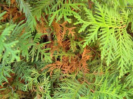 Thuja de plantare, de îngrijire în timpul iernii, de ce au ace galbene de arborvitae, conifere resuscitare purshat-oh de droguri fotografie