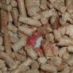 În diaree pisica ce să facă decât să fie tratate la domiciliu, cu sânge și mucus și vomă provoca diaree și (diaree) În diaree pisica ce să facă decât să fie tratate la domiciliu, cu sânge și mucus și vomă provoca diaree și