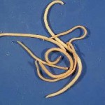 În diaree pisica ce să facă decât să fie tratate la domiciliu, cu sânge și mucus și voma provoca diaree, și (pisică) În diaree pisica ce să facă decât să fie tratate la domiciliu, cu sânge și mucus și vomă provoca diaree și