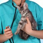În diaree pisica ce să facă decât să fie tratate la domiciliu, cu sânge și mucus și voma provoca diaree, și (pisică) În diaree pisica ce să facă decât să fie tratate la domiciliu, cu sânge și mucus și vomă provoca diaree și