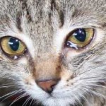 În diaree pisica ce să facă decât să fie tratate la domiciliu, cu sânge și mucus și voma provoca diaree și (do) În diaree pisica ce să facă decât să fie tratate la domiciliu, cu sânge și mucus și vomă provoca diaree și