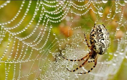 Morning Dew proprietăți terapeutice și aplicarea