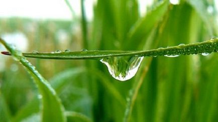 Morning Dew proprietăți terapeutice și de utilizare (mers pe jos) Morning Dew proprietăți terapeutice și aplicarea