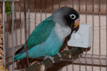 Îngrijire și întreținere de papagali, porumbei