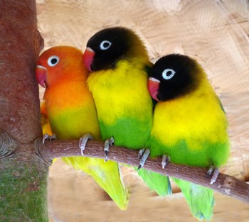 Îngrijire și întreținere de papagali, porumbei