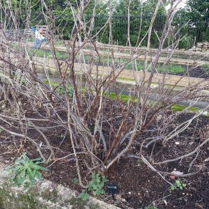Îngrijire coacăz roșu - o grădină fără griji