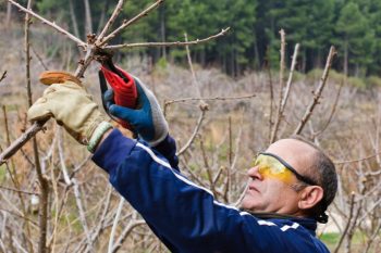 Îngrijirea preparate de primăvară de coacăz pentru iarnă, tăiere, îngrășământul