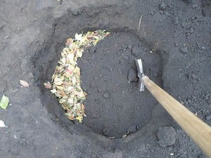 Îngrijirea tuia în grădină și acasă Îngrijirea tuia în grădină și acasă