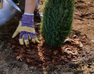 Îngrijirea tuia în grădină și acasă (de îngrijire la domiciliu îmbarcare semințe Thuja de iarnă) Îngrijirea tuia în grădină și acasă