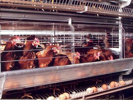 Este profitabil pentru reproducție găinile ouătoare pentru ouă ca o afacere, afacerea dvs.