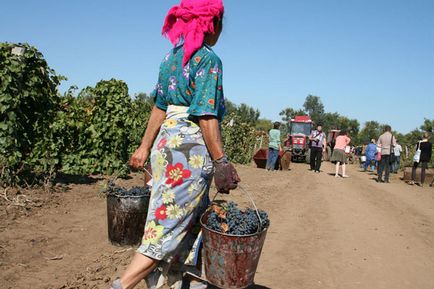 comerțului cu vin (vin) comerțului cu vin